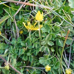 Ranunculus pimpinellifolius at Tantawangalo, NSW - 3 Nov 2024 by RobG1