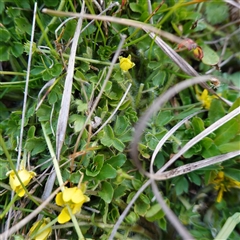 Ranunculus pimpinellifolius at Tantawangalo, NSW - 3 Nov 2024 07:13 PM