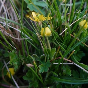 Ranunculus pimpinellifolius at Tantawangalo, NSW - 3 Nov 2024 07:13 PM