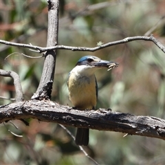 Todiramphus sanctus (Sacred Kingfisher) at Kambah, ACT - 24 Dec 2024 by LineMarie