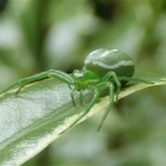 Thomisidae (family) at Mount Stuart, TAS - 24 Dec 2024 by VanessaC