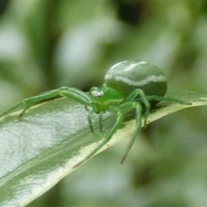 Thomisidae (family) at Mount Stuart, TAS by VanessaC