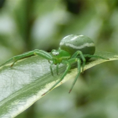 Thomisidae (family) at Mount Stuart, TAS - 24 Dec 2024 by VanessaC