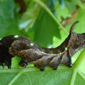 Gnathothlibus eras (Aussie White-brow Hawk Moth) at Charleys Forest, NSW by arjay