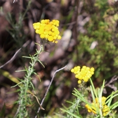 Chrysocephalum semipapposum (Clustered Everlasting) at Tharwa, ACT - 19 Dec 2024 by Clarel