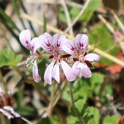 Pelargonium australe (Austral Stork's-bill) at Tharwa, ACT - 20 Dec 2024 by Clarel