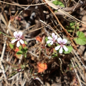 Pelargonium australe at Tharwa, ACT - 20 Dec 2024