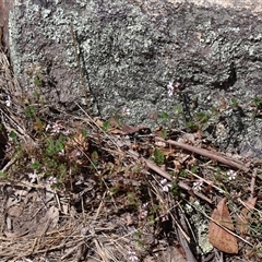 Pelargonium australe at Tharwa, ACT - 20 Dec 2024