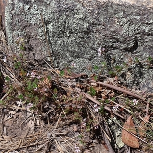 Pelargonium australe at Tharwa, ACT - 20 Dec 2024