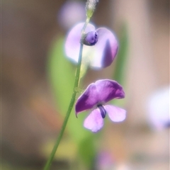 Glycine clandestina (Twining Glycine) at Tharwa, ACT - 19 Dec 2024 by Clarel