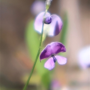 Glycine clandestina (Twining Glycine) at Tharwa, ACT by Clarel