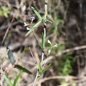 Glycine clandestina at Tharwa, ACT - 20 Dec 2024