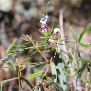 Glycine clandestina at Tharwa, ACT - 20 Dec 2024