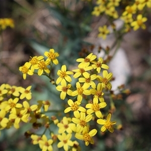 Senecio linearifolius var. intermedius at Tharwa, ACT - 20 Dec 2024