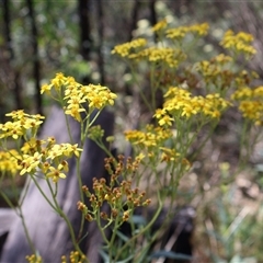 Senecio linearifolius var. intermedius at Tharwa, ACT - 20 Dec 2024