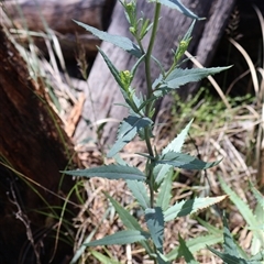 Senecio linearifolius var. intermedius at Tharwa, ACT - 20 Dec 2024