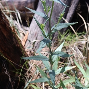 Senecio linearifolius var. intermedius at Tharwa, ACT - 20 Dec 2024 10:05 AM