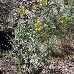 Senecio linearifolius var. intermedius at Tharwa, ACT - 20 Dec 2024