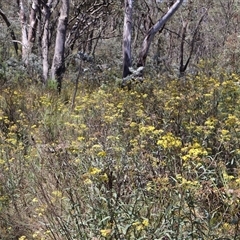 Senecio linearifolius var. intermedius at Tharwa, ACT - 20 Dec 2024