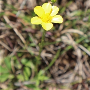 Ranunculus lappaceus at Tharwa, ACT - 20 Dec 2024 09:57 AM