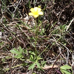 Ranunculus lappaceus at Tharwa, ACT - 20 Dec 2024 09:57 AM