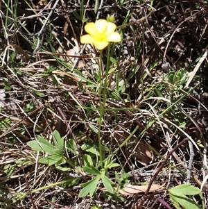 Ranunculus lappaceus at Tharwa, ACT - 20 Dec 2024