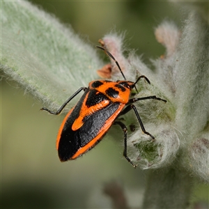 Agonoscelis rutila at Downer, ACT by RobertD