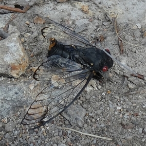 Psaltoda moerens (Redeye cicada) at Borough, NSW by Paul4K