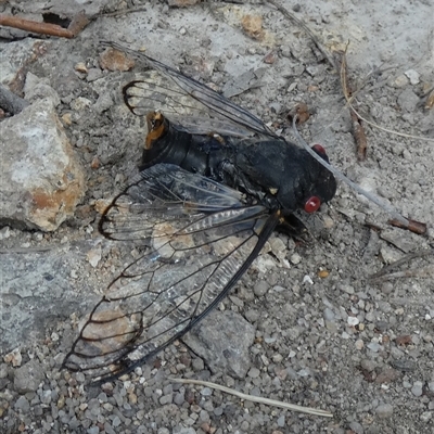 Psaltoda moerens (Redeye cicada) at Borough, NSW - 23 Dec 2024 by Paul4K