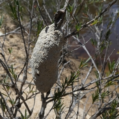 Unidentified Potter wasp (Vespidae, Eumeninae) at Borough, NSW - 23 Dec 2024 by Paul4K