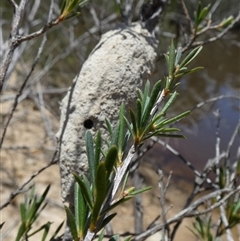 Unidentified at suppressed - 23 Dec 2024