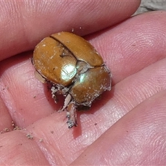 Anoplognathus sp. (genus) (Unidentified Christmas beetle) at Borough, NSW - 23 Dec 2024 by Paul4K