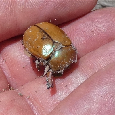 Anoplognathus sp. (genus) (Unidentified Christmas beetle) at Borough, NSW - 23 Dec 2024 by Paul4K