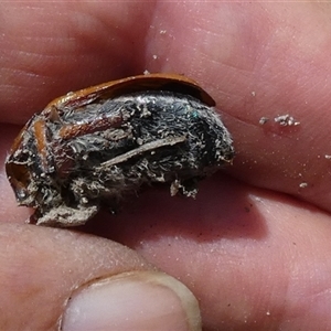 Anoplognathus sp. (genus) at Borough, NSW - suppressed