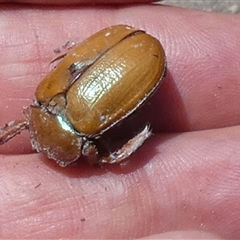 Anoplognathus sp. (genus) at Borough, NSW - suppressed