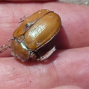 Anoplognathus sp. (genus) at Borough, NSW - suppressed
