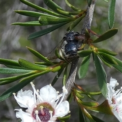 Leioproctus sp. (genus) (Plaster bee) at Borough, NSW - 23 Dec 2024 by Paul4K