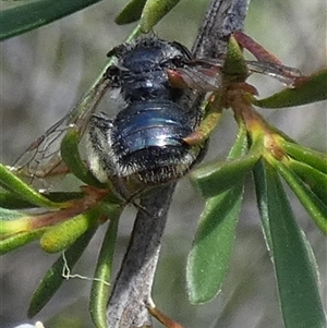 Leioproctus sp. (genus) at Borough, NSW - suppressed