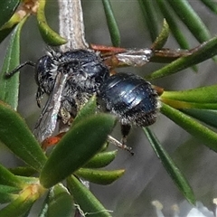 Leioproctus sp. (genus) at Borough, NSW - 23 Dec 2024