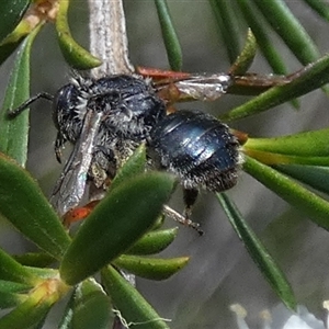 Leioproctus sp. (genus) at Borough, NSW - 23 Dec 2024