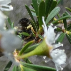 Leioproctus sp. (genus) at Borough, NSW - suppressed