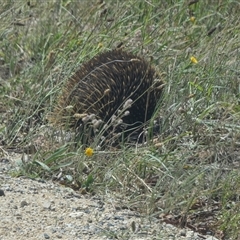 Tachyglossus aculeatus (Short-beaked Echidna) at Borough, NSW - 23 Dec 2024 by Paul4K