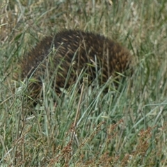 Tachyglossus aculeatus at Borough, NSW - 23 Dec 2024 01:53 PM