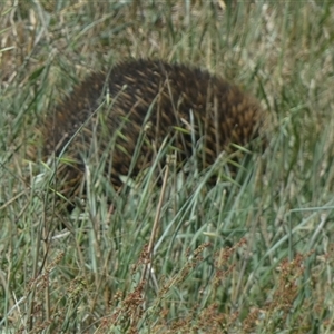 Tachyglossus aculeatus at Borough, NSW - 23 Dec 2024