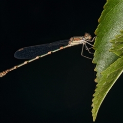 Austrolestes leda (Wandering Ringtail) at Downer, ACT - 24 Dec 2024 by RobertD