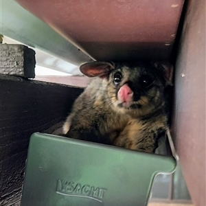 Trichosurus vulpecula (Common Brushtail Possum) at Richardson, ACT by MB