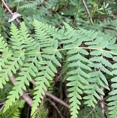 Histiopteris incisa (Bat's-Wing Fern) at Jagumba, NSW - 23 Dec 2024 by NedJohnston