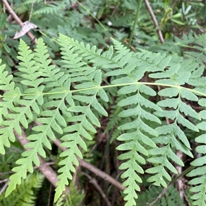 Histiopteris incisa (Bat's-Wing Fern) at Jagumba, NSW by NedJohnston