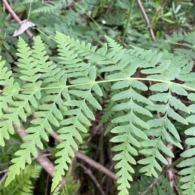 Histiopteris incisa (Bat's-Wing Fern) at Jagumba, NSW - 23 Dec 2024 by NedJohnston