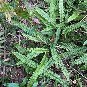 Blechnum fluviatile at Jagumba, NSW - suppressed